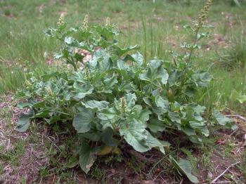 Chenopodium Bonus-enricus