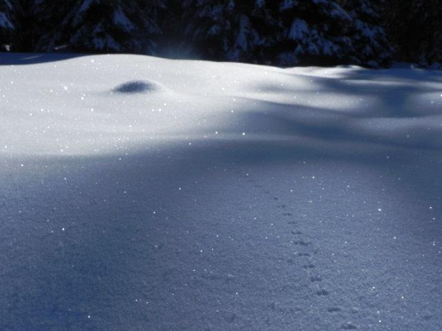 Un'Emiliana in Trentino