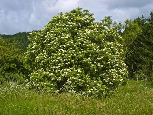 Prodotto di primavera -  Il sambuco